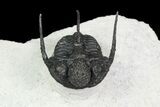 Bumpy Cyphaspis Trilobite - Ofaten, Morocco #92928-2